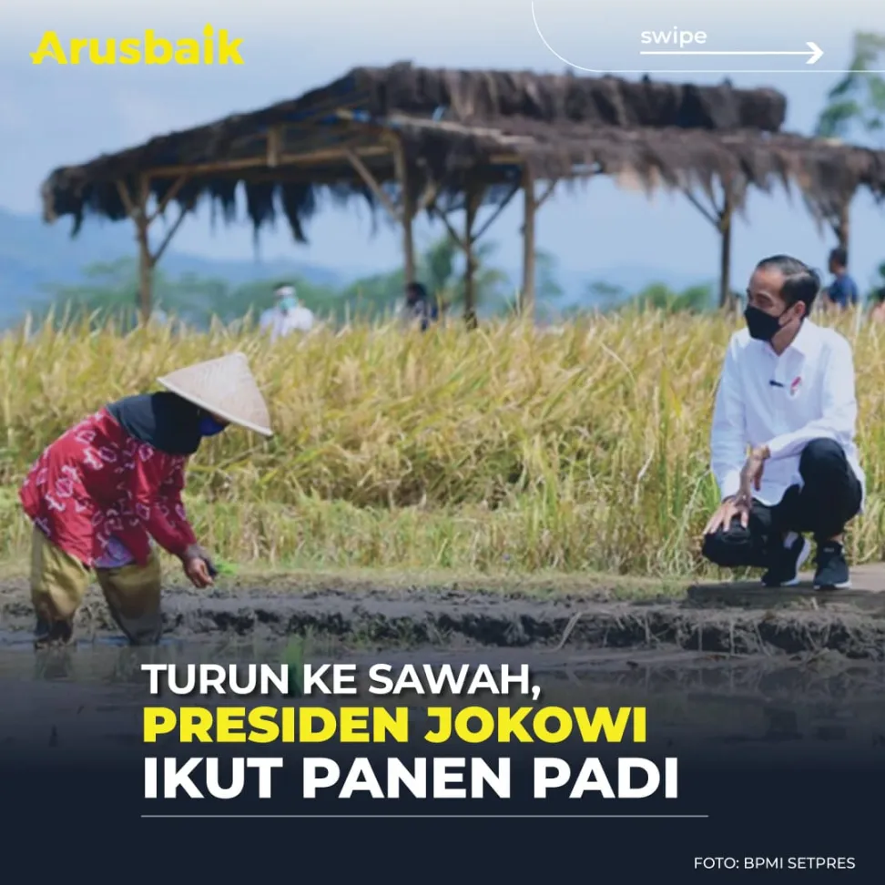 Turun Ke Sawah, Presiden Jokowi Ikut Panen Padi