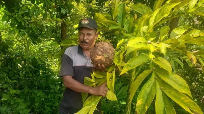 Diminati Dunia, Kementan Optimalkan Budidaya Porang