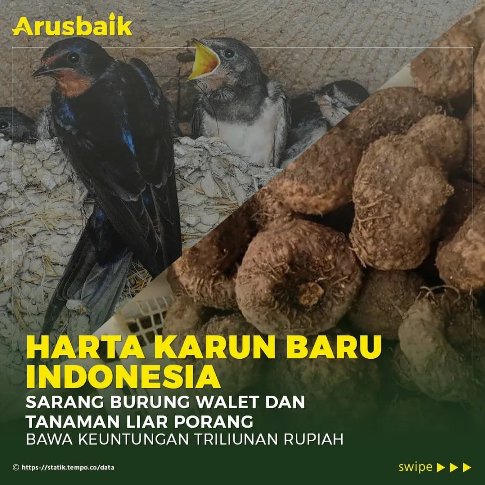Harta Karun baru Indonesia, Sarang Burung Walet dan Tanaman Liar Porang, Bawa Keuntungan Triliunan Rupiah