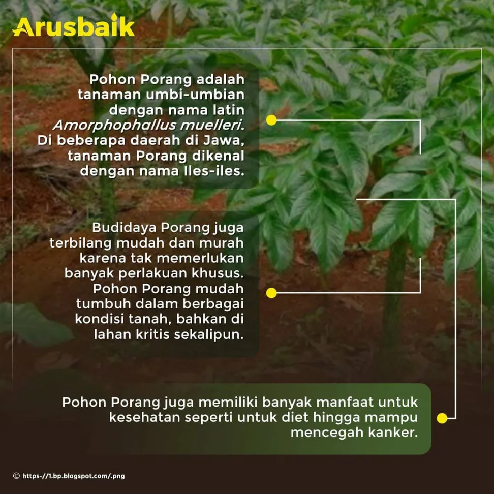Harta Karun baru Indonesia, Sarang Burung Walet dan Tanaman Liar Porang, Bawa Keuntungan Triliunan Rupiah