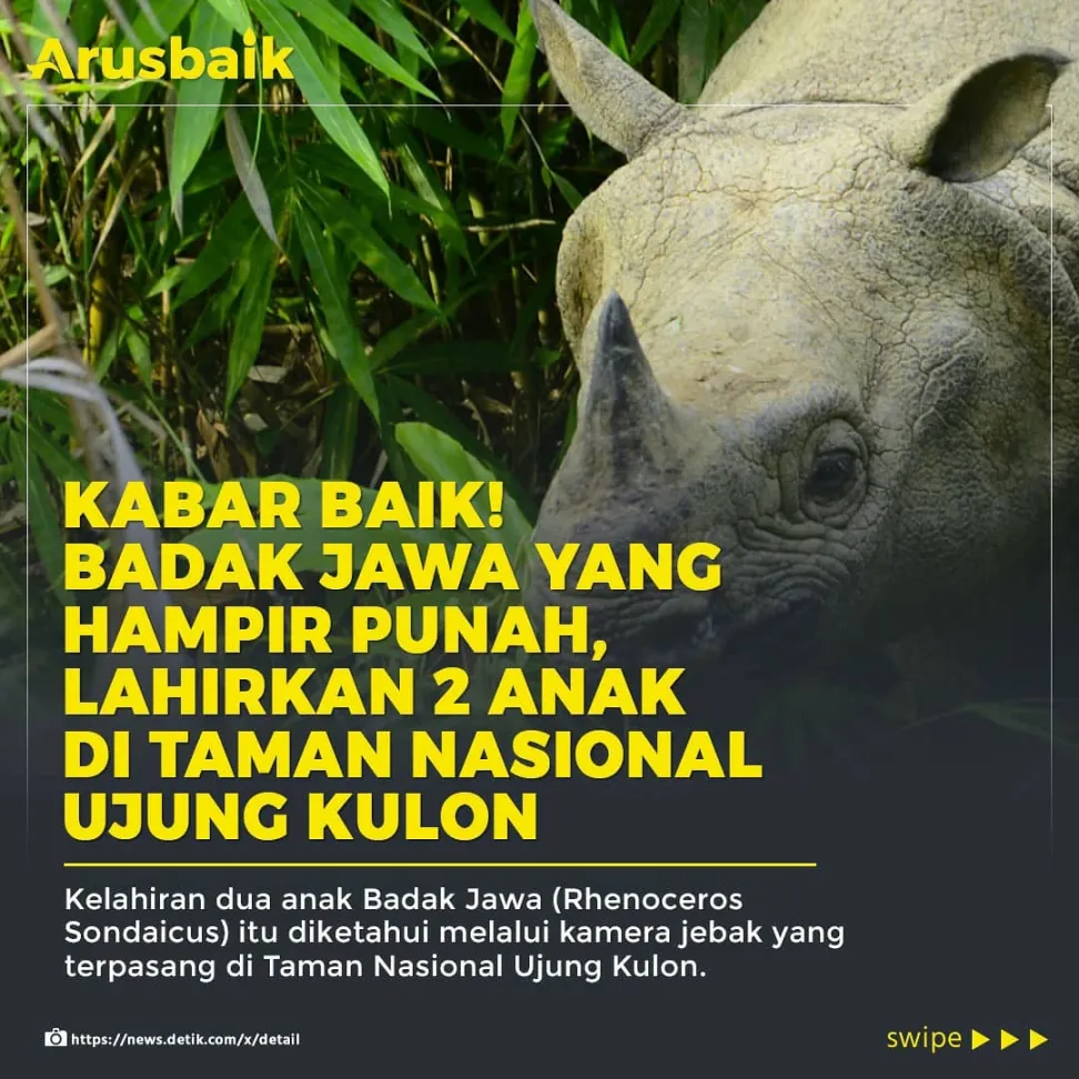 Kabar Baik! 2 Anak Badak Jawa Lahir di TN Ujung Kulon
