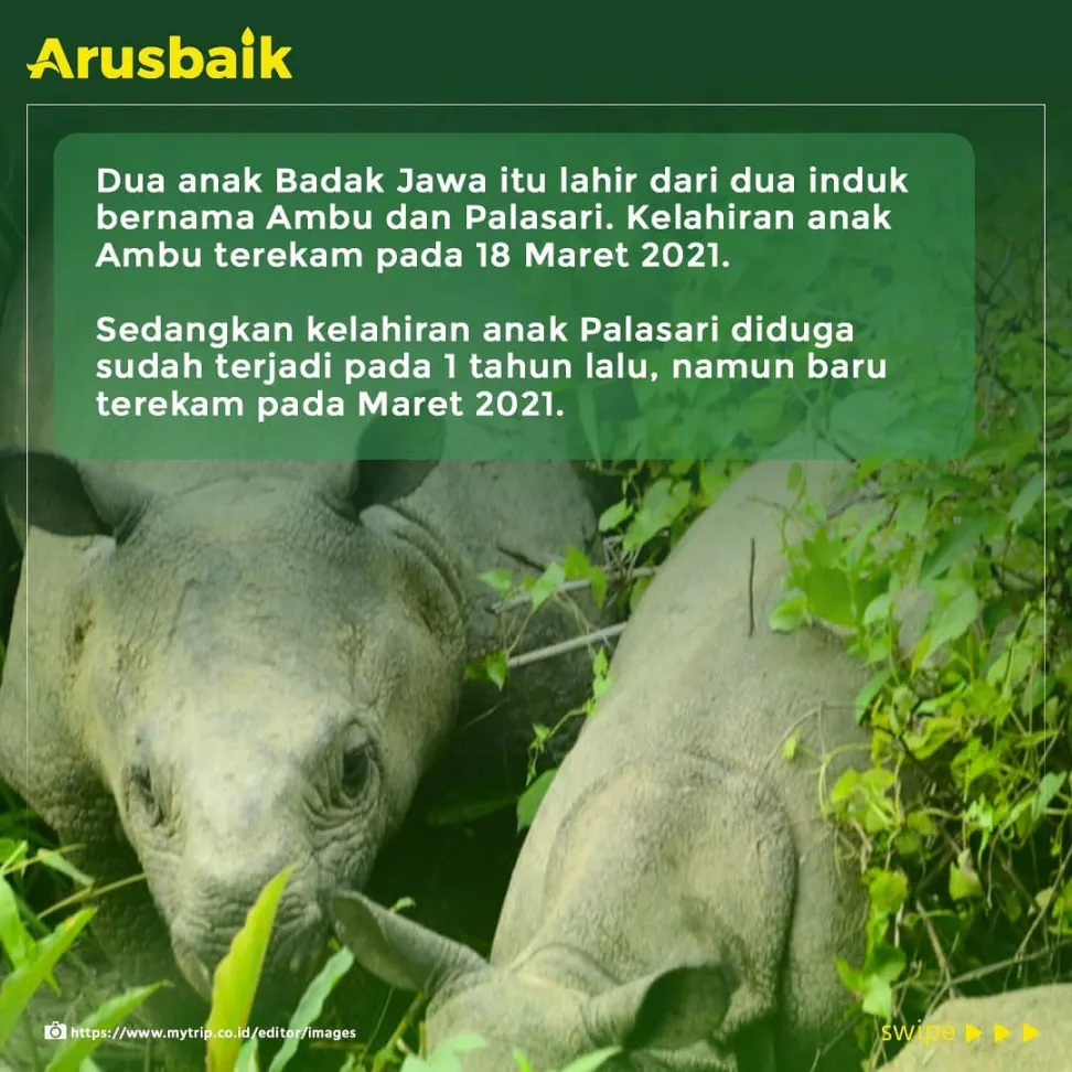 Kabar Baik! 2 Anak Badak Jawa Lahir di TN Ujung Kulon