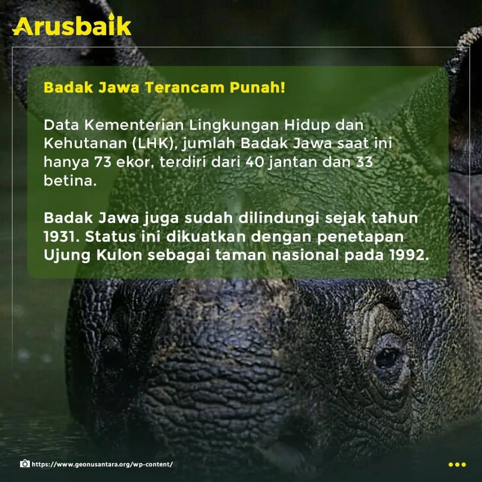 Kabar Baik! 2 Anak Badak Jawa Lahir di TN Ujung Kulon