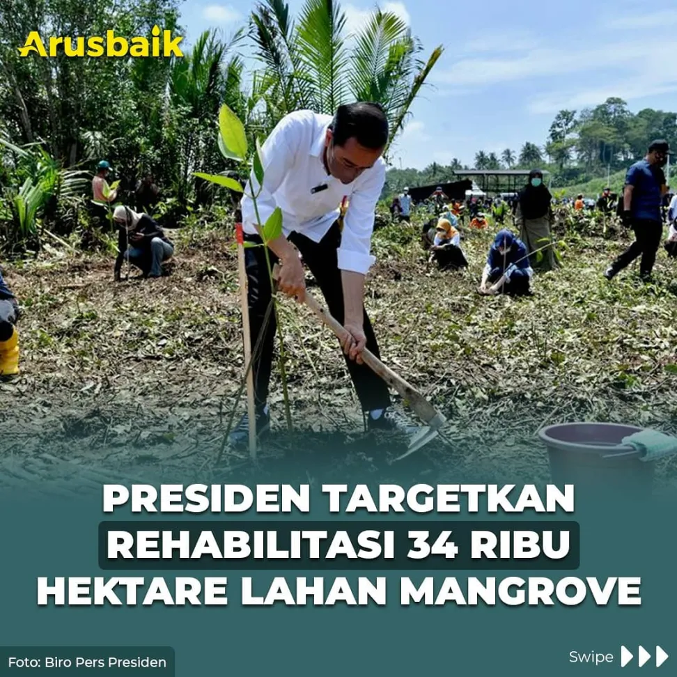 Presiden Targetkan Rehabilitasi 34 Ribu Hektare Lahan Mangrove