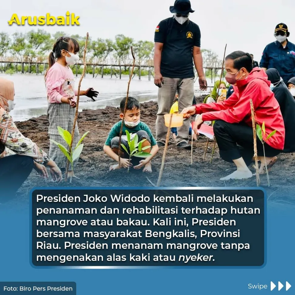 Rileks, Sambil Nyeker & Nyebur, Presiden Tanam Bakau di Riau