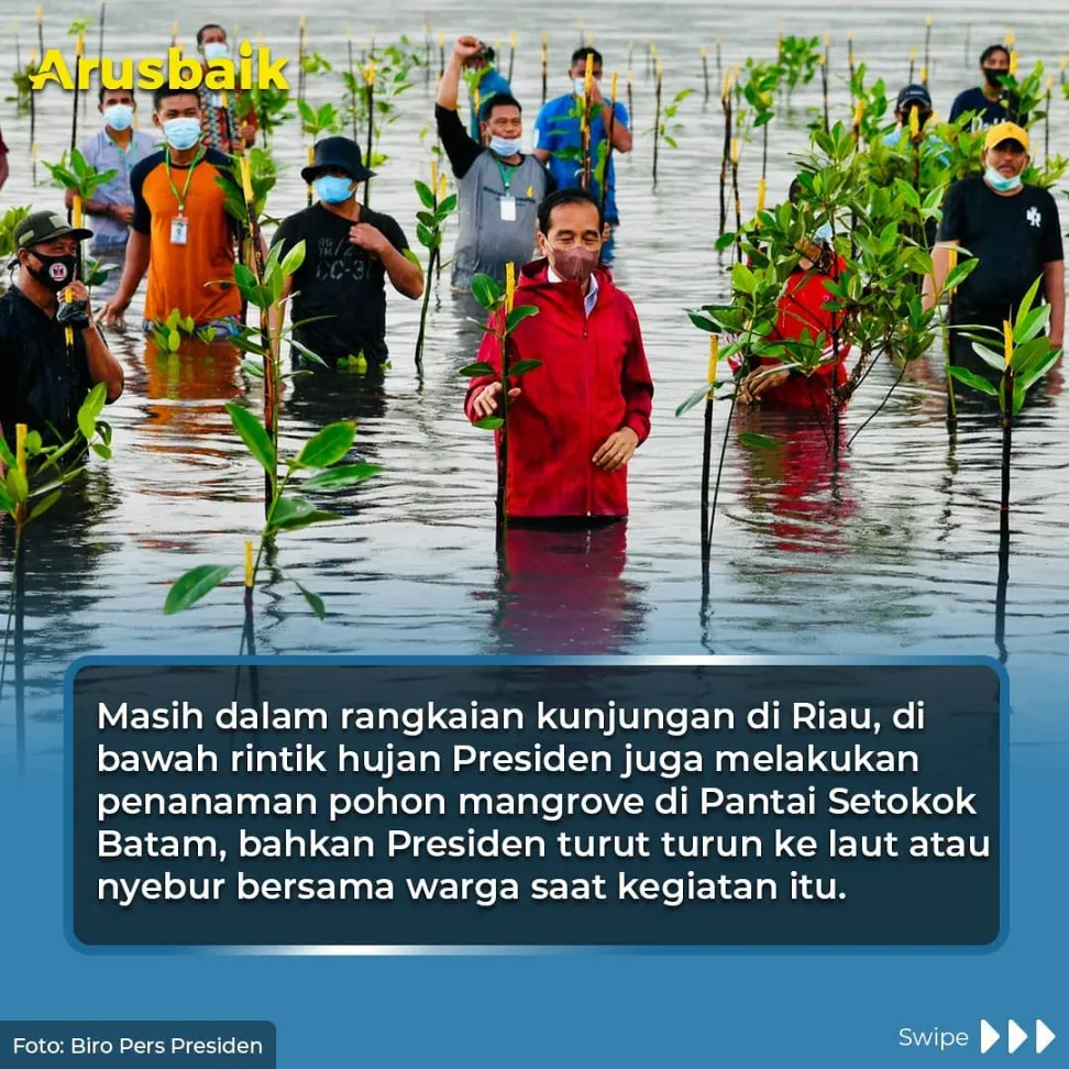 Rileks, Sambil Nyeker & Nyebur, Presiden Tanam Bakau di Riau