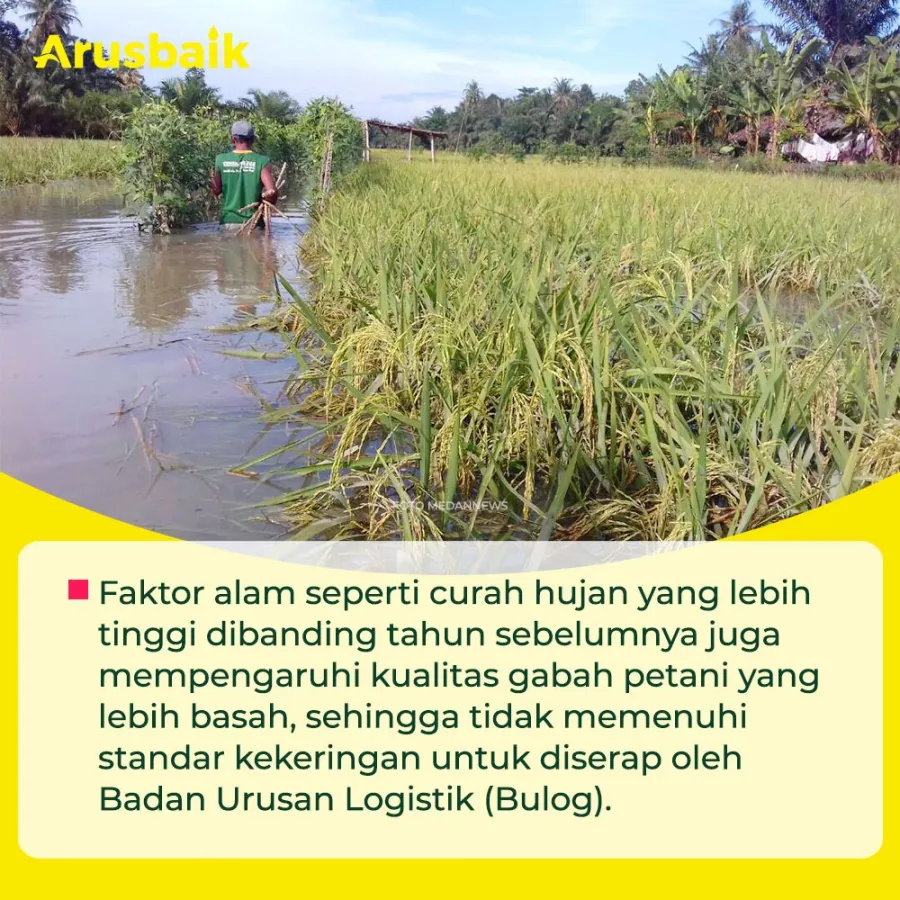 Faktor Alam Dan Pandemi Pengaruhi Kebijakan Impor Beras?