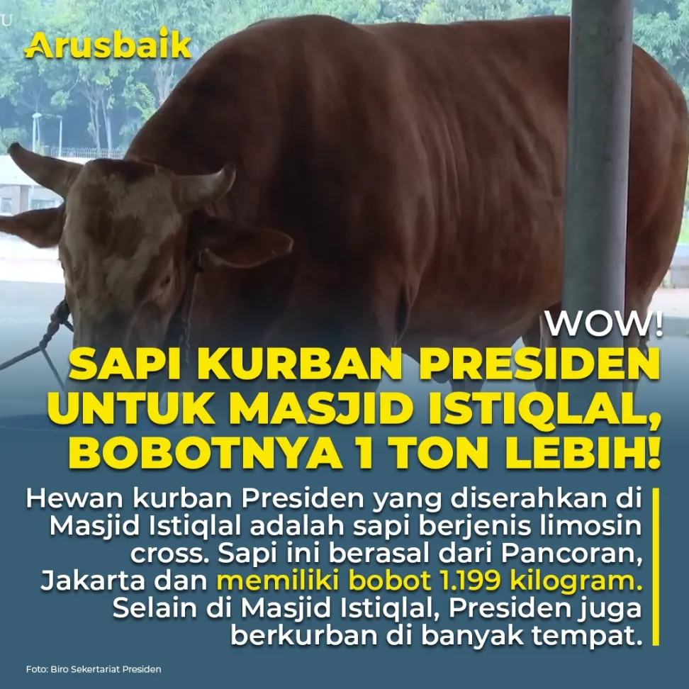 Wow! Sapi Kurban Presiden Untuk Masjid Istiqlal, Bobotnya 1 Ton Lebih
