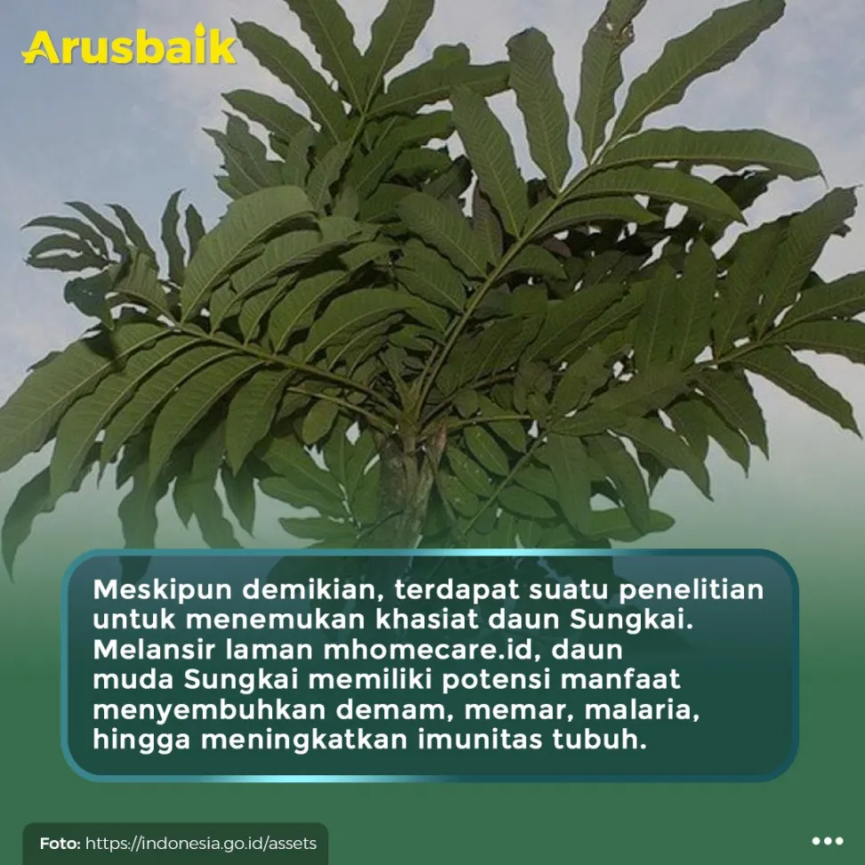 Heboh Daun Sungkai Bisa Sembuhkan Covid, Ini Kata Ahli
