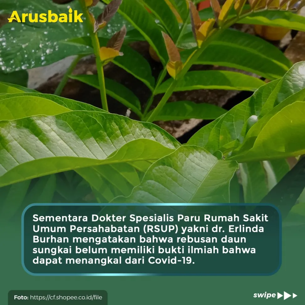 Heboh Daun Sungkai Bisa Sembuhkan Covid, Ini Kata Ahli