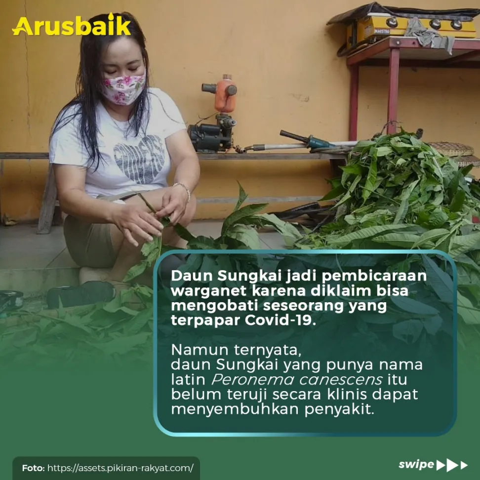 Heboh Daun Sungkai Bisa Sembuhkan Covid, Ini Kata Ahli