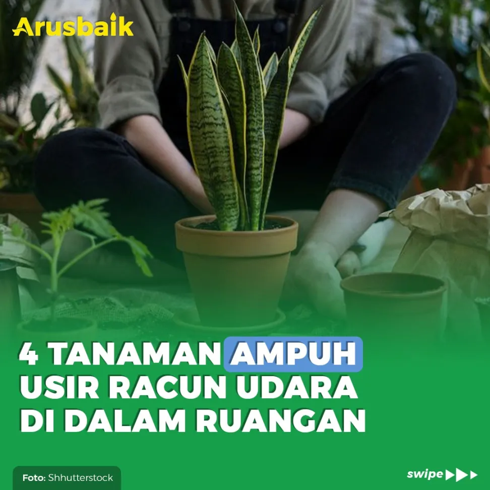 4 Tanaman Ampuh Usir Racun Udara Di Dalam Ruangan