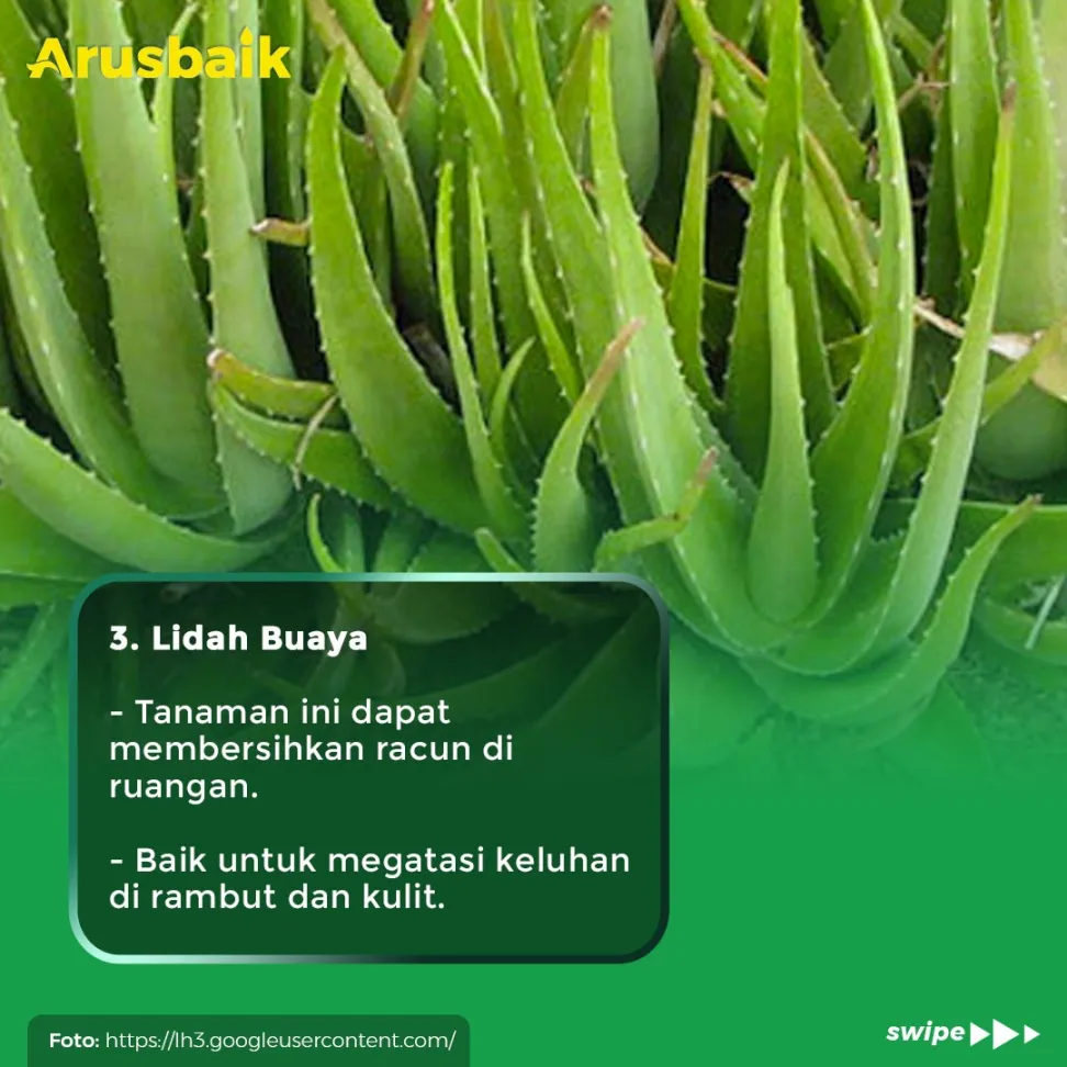4 Tanaman Ampuh Usir Racun Udara Di Dalam Ruangan
