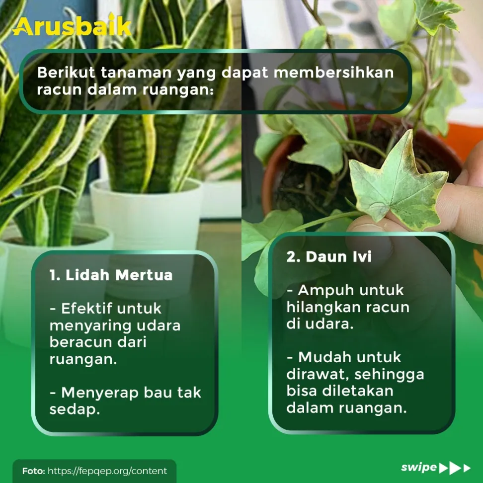 4 Tanaman Ampuh Usir Racun Udara Di Dalam Ruangan