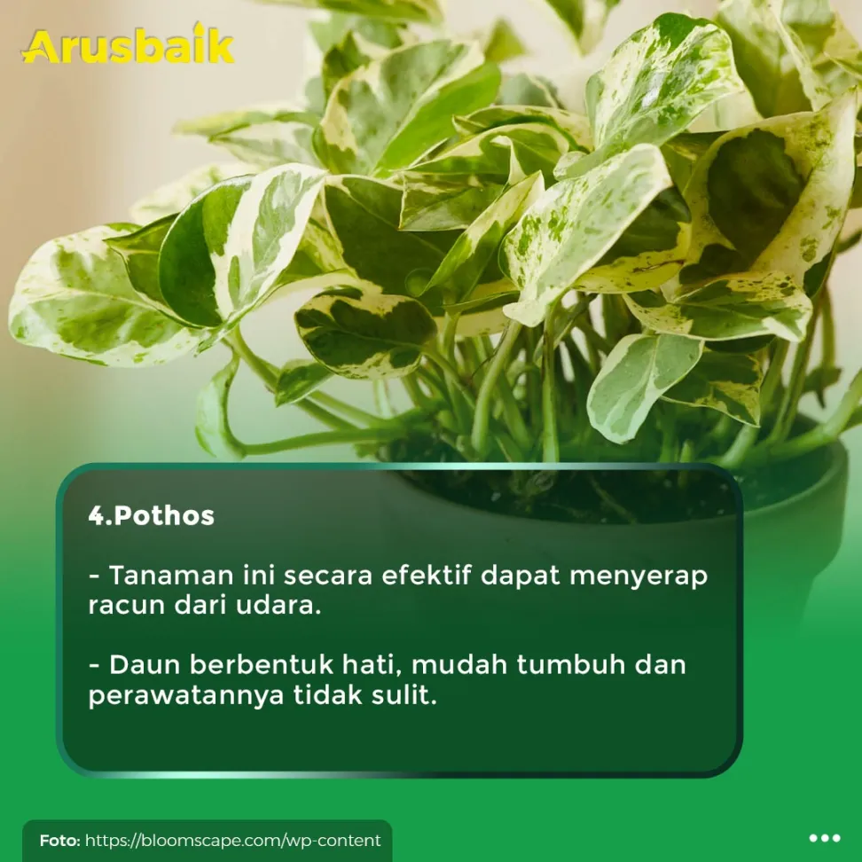 4 Tanaman Ampuh Usir Racun Udara Di Dalam Ruangan