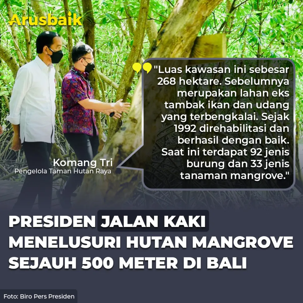 Presiden Jalan Kaki Menelusuri Hutan Mangrove Sejauh 500 Meter Di Bali
