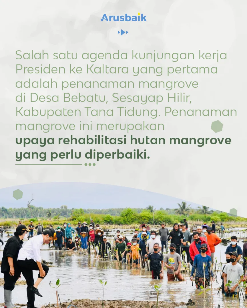 Kaltara Bersemi Kembali Dari Mangrove Hingga Vaksinasi