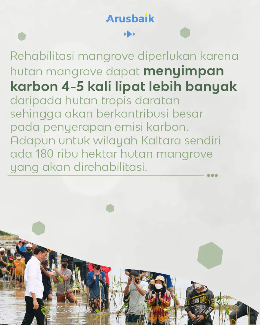 Kaltara Bersemi Kembali Dari Mangrove Hingga Vaksinasi