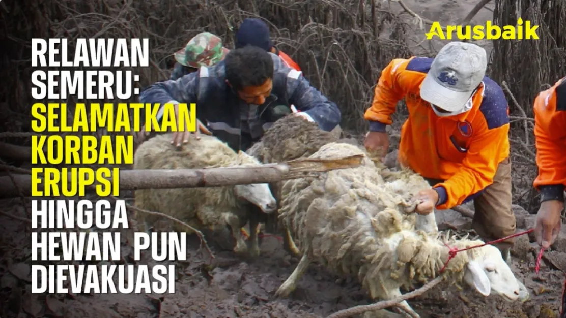 Relawan Semeru : Selamatkan Korban Semeru Hingga Hewan Pun Dievakuasi