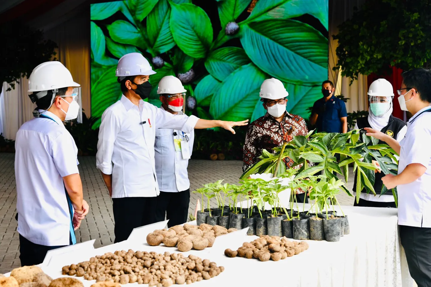 Bincang Bareng Petani Milenial, Presiden Dorong Porang Jadi Komoditas Ekspor