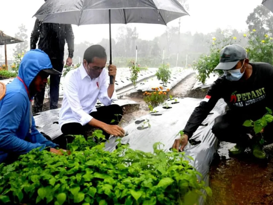 Kepada Presiden, Petani di Wonosobo Ungkap Manfaat Program Lumbung Pangan
