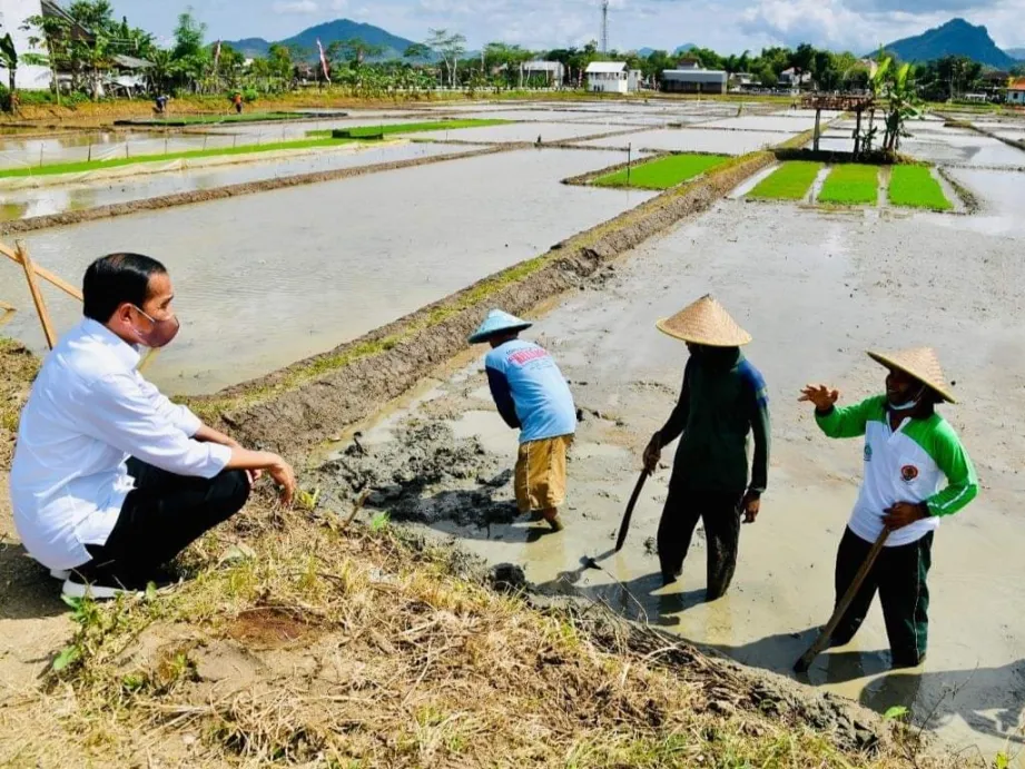 Pertanian Sokoguru Ketahanan Pangan, Petani Milenial Diharapkan Segera Turun Gunung