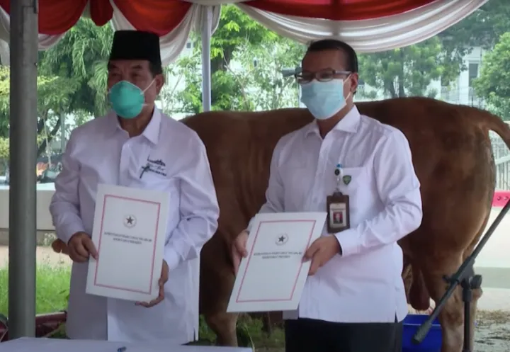 Presiden Serahkan Sapi Kurban ke Masjid Istiqlal, Bobotnya 1.199 Kg