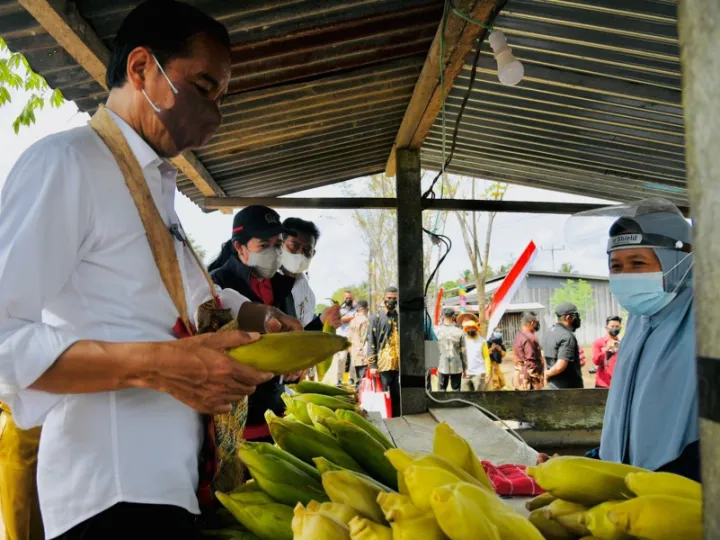 Sambil Nikmati Jagung, Presiden Minta Produktivitas Pertanian di Papua Ditingkatkan