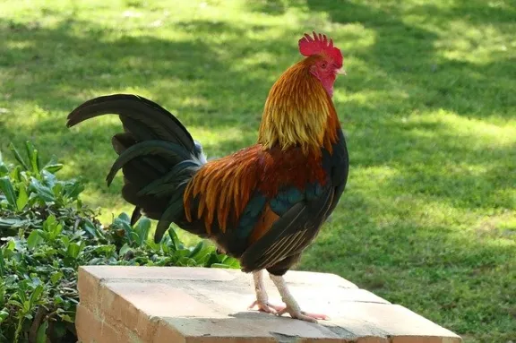 Viral! Polisi Cianjur Hadiahkan Ayam Lansia yang Mau Divaksin
